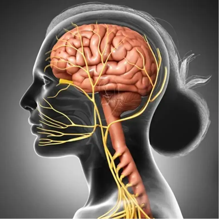 فیشیال؛ فراتر از زیبایی